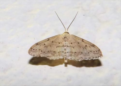Idaea seriata